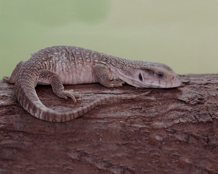 Bosc Monitor - Juvenile
